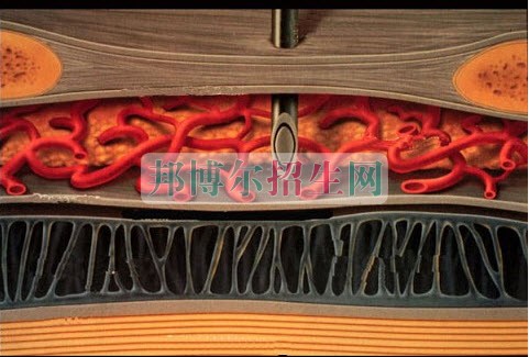成都麻醉學(xué)大專好的學(xué)校
